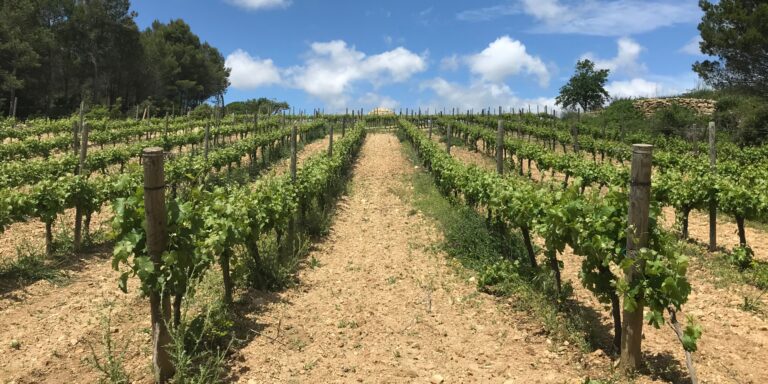enoturisme penedès