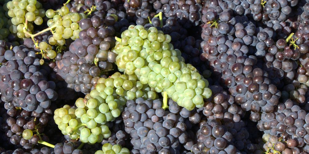 Sostenibilidad en el Penedès