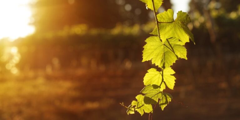 turismo regenerativo