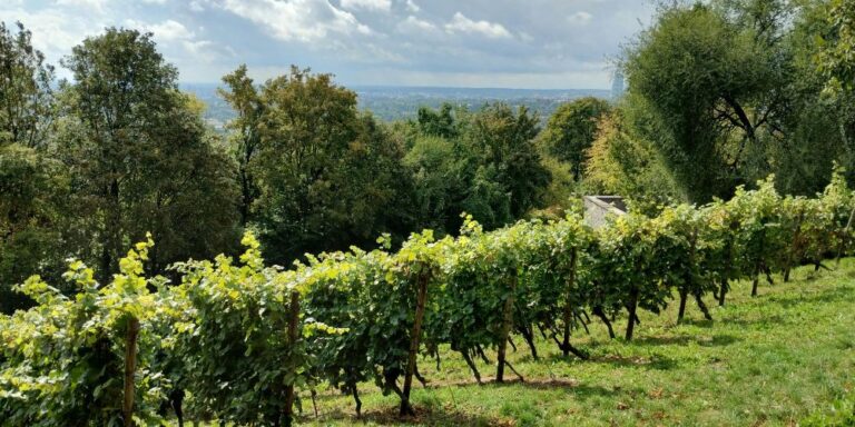 enoturisme regeneratiu