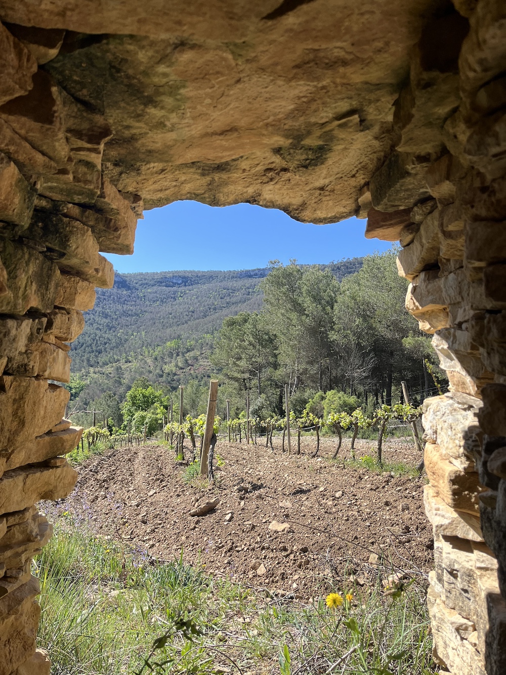 Penedès Refugi | Sostenibilitat i natura al Penedès: l’equilibri perfecte per desconnectar